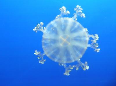 <tt>Anja Ranneberg @ freeimages.com</tt>