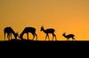 <tt>Deer of Sunset by Anass ERRIHANI via Wikimedia Commons</tt>