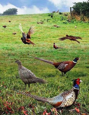 <tt>Common Pheasant from the Crossley ID Guide Britain and Ireland by Richard Crossley via Wikimedia Commons</tt>