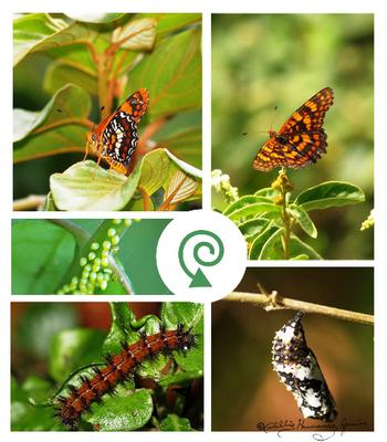 <tt>Harlequin Butterfly Life Cycle by Albert Herring via Wikimedia Commons</tt>